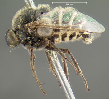 Media type: image;   Entomology 1072 Aspect: habitus lateral view